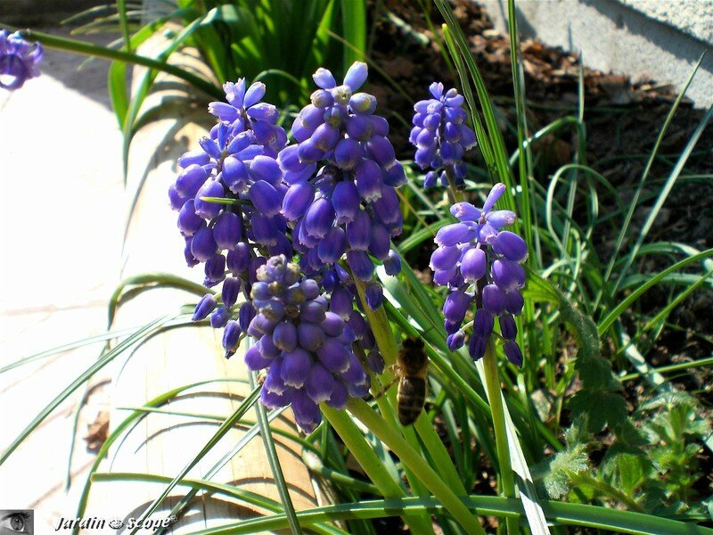 Muscari d'Arménie • Muscari Armeniacum