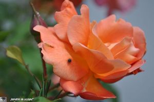 Westerland-2