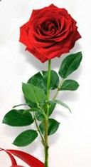 Rose Saint Valentin 2