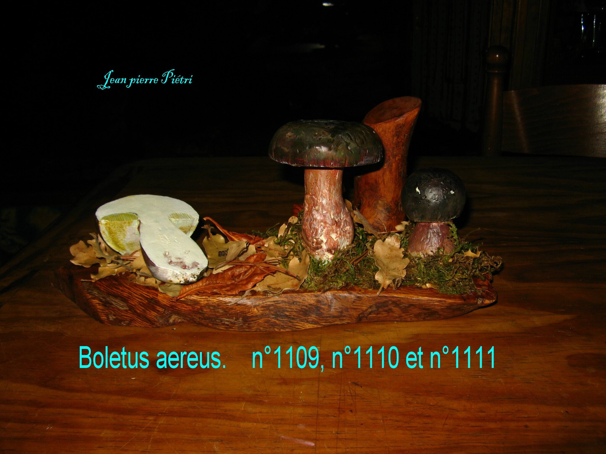 Boletus aereus n°1109, n°1110, n°1111