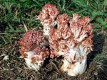 Clavaire_en_chou_fleur8