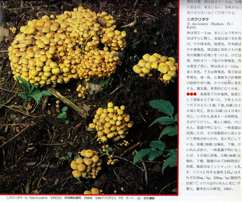 Hypholoma fasciculare Izawa_0001