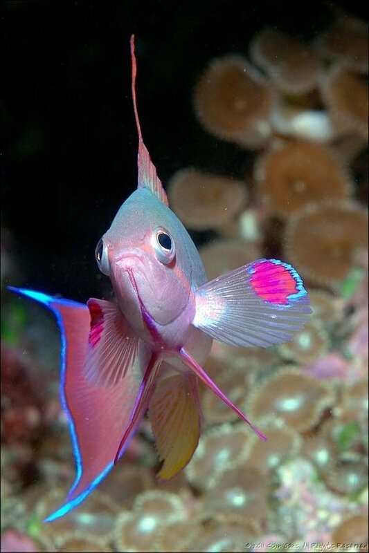 poissons_10
