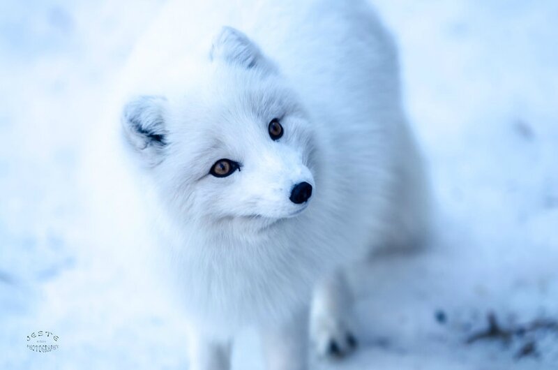 arctic_fox___feed_me_i_am_cute__by_jestephotography-d73zd1h