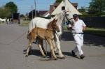 Poulain de Balboa 2 et Toscane 34 - 15 Juin 2017 - Concours d'élevage local - Arneke (59)