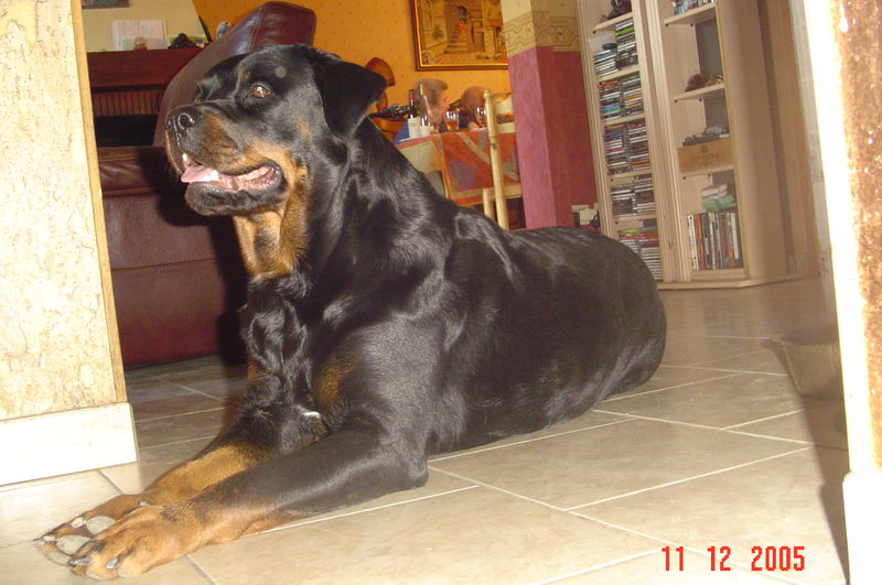 LEYA
