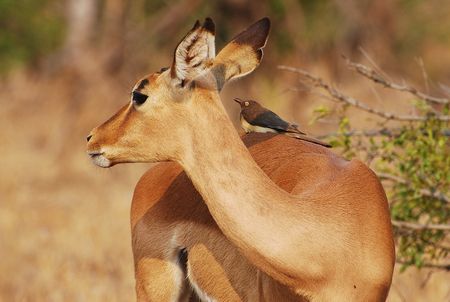Impala_femelle_et_pique_boeuf__parc_Kruger__Afrique_du_Sud