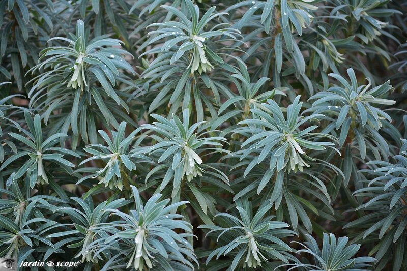 Euphorbe de Corse • Euphorbia characias