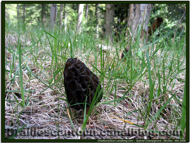 06_Morilles_Mai_2008