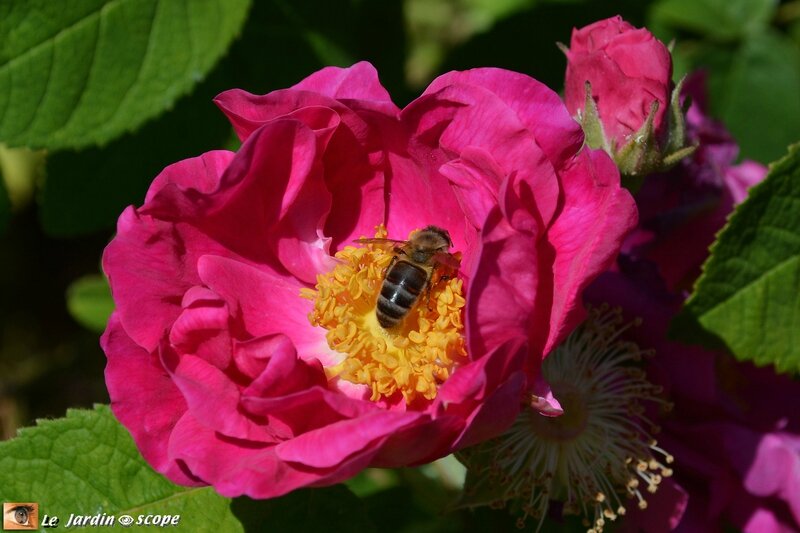 Rosier-gallica-et-abeille