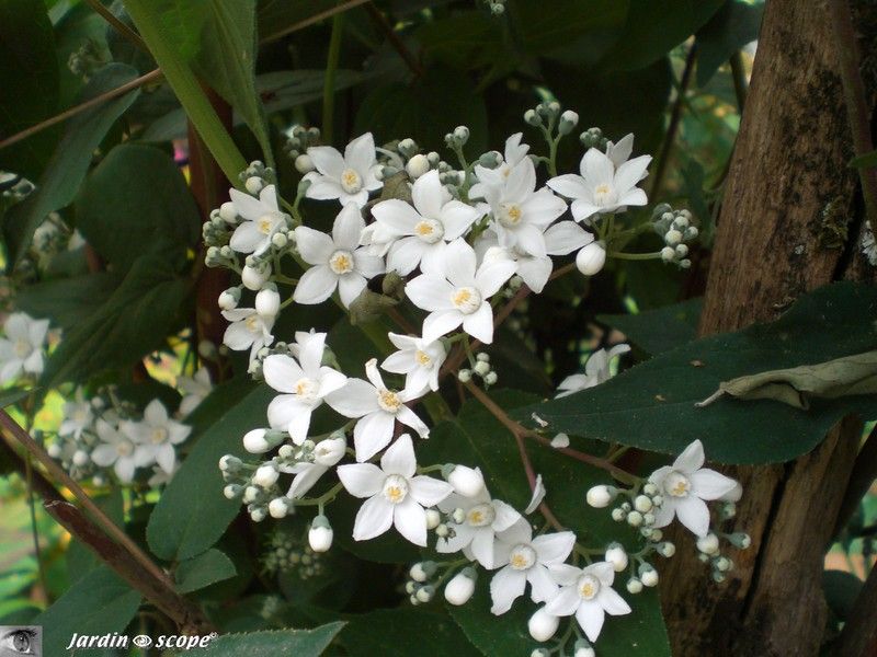 Délicates fleurettes blanches