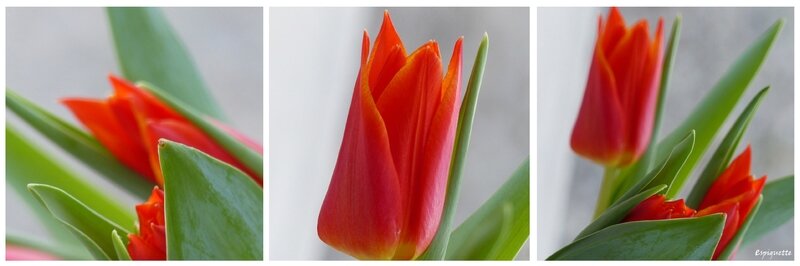 tryptique tulipes