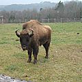Des <b>bisons</b> d’Europe pourraient retrouver la liberté dans le Jura suisse