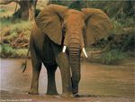 male_elephant_afrique