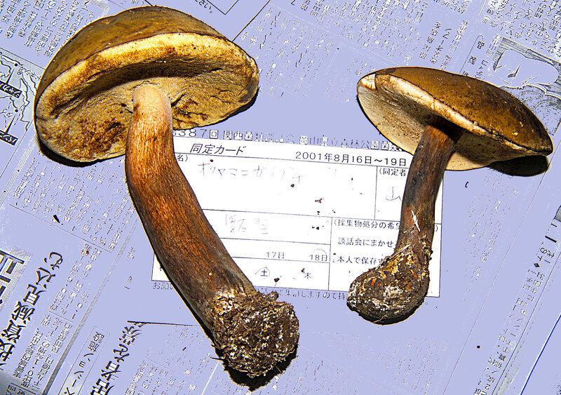 Tylopilus rigens 2001_08_18