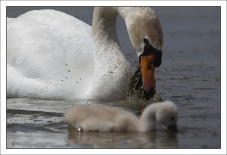 MS_lulu_Moins_cygne_herbe_jeune_140511