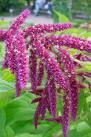 amaranthus_caudatus