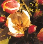 Crab apple