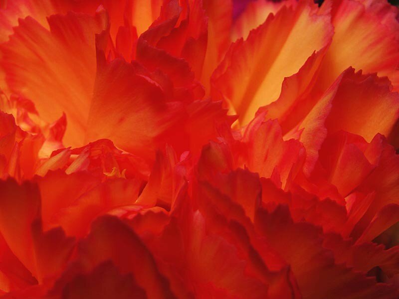 tente_oeilllet_rouge