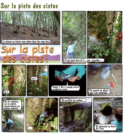 ciste1