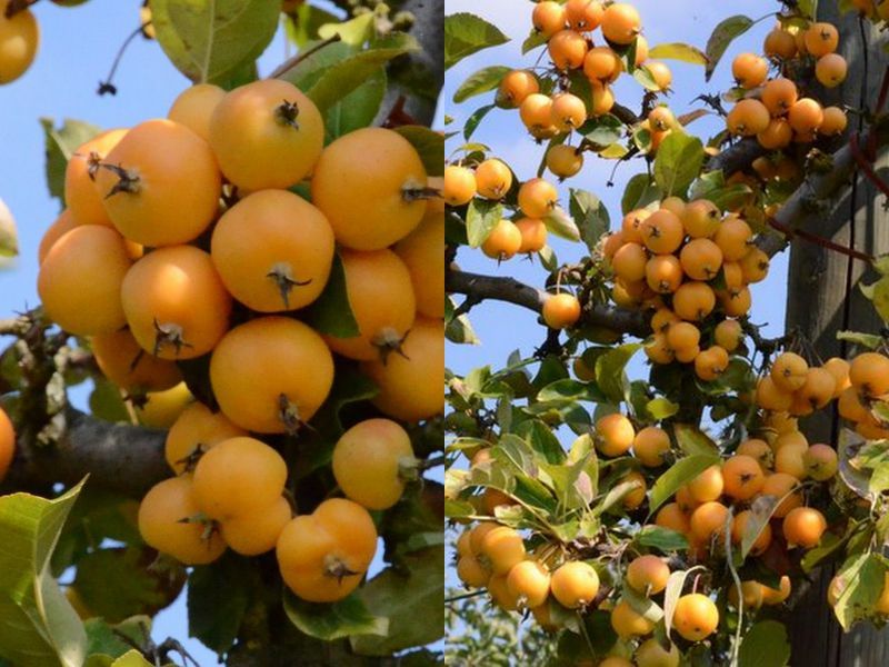 2011-09-23 pommes