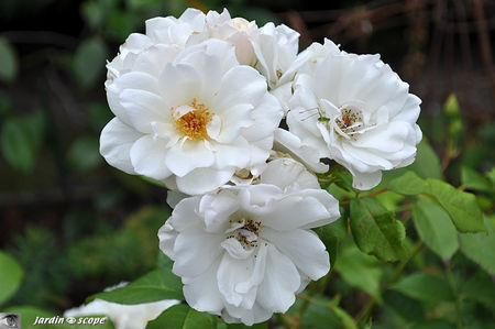 F_e_des_Neiges