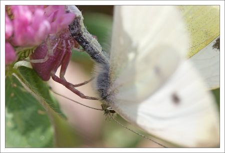 Torfou_thomise_rose_papill_blan_TGP_060610