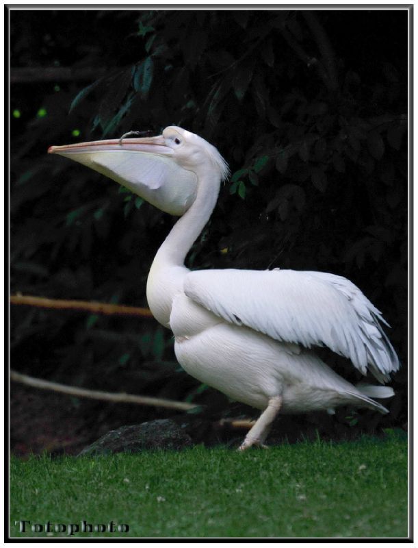 pelican a