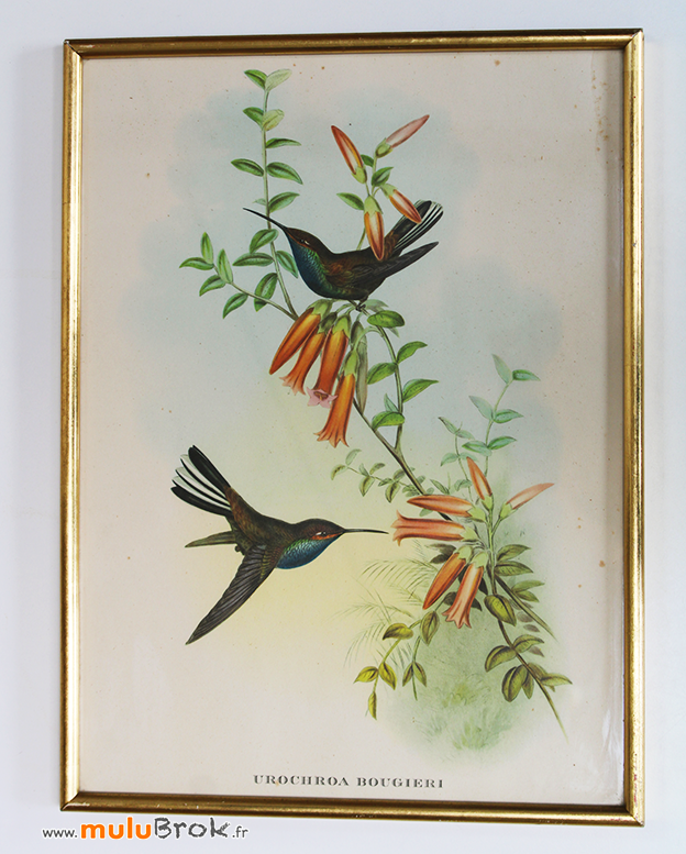 CADRE-OISEAU-Colibri-2-muluBrok-Vintage