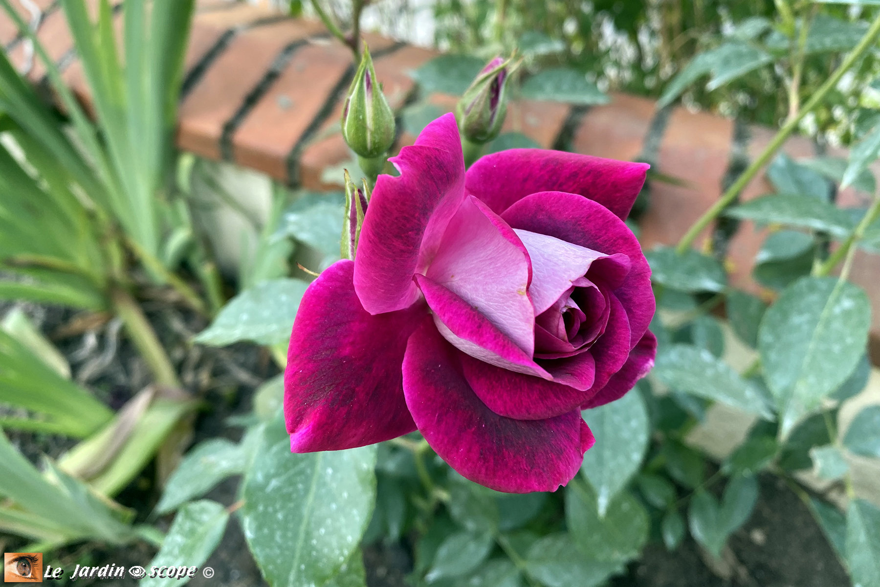 Rosa 'Burgundy ice®'