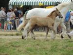 Gazelle duMaré deTer (pouliche AraboBoulonnaise par Mirtille du Marais et Barok du Vallois (Arabe)) - 24 Juillet 2016 - National Boulonnais