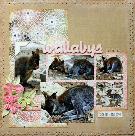 wallabys