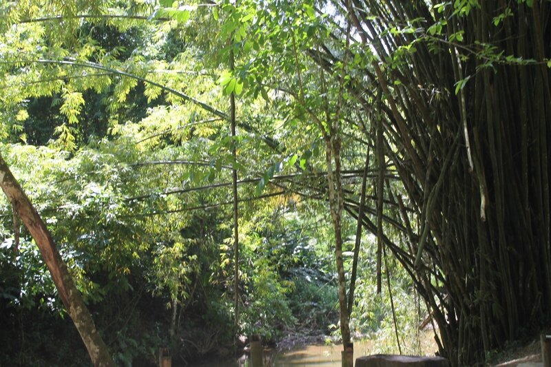 38 - fôret de bambous