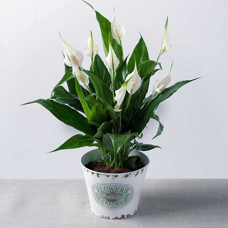 spathiphyllum