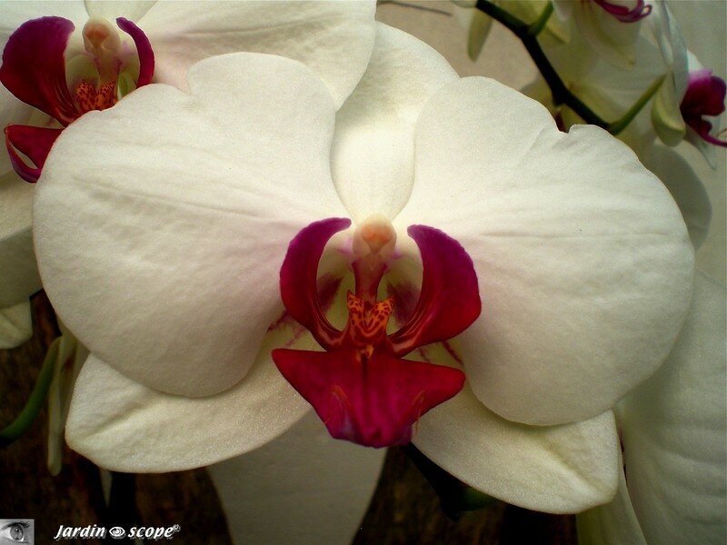 Expo d'Orchidées 2008 - Serre aux papillons du Parc Floral d'Orléans