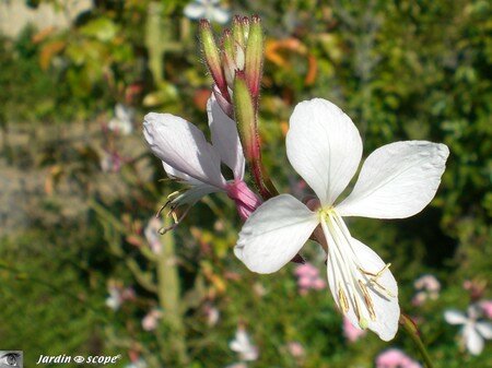 7505_Fleur_de_Gaura