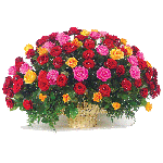 bouquet de roses