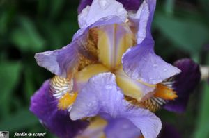 Iris-Nigth-edition-2