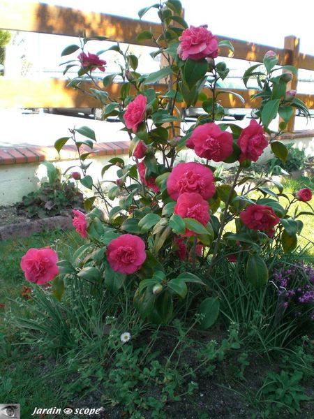 Camellia Japonica Crimson Glory