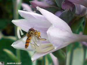 Syrphe_sur_hosta