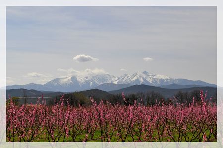 canigou_et_p_chers_en_fleurs