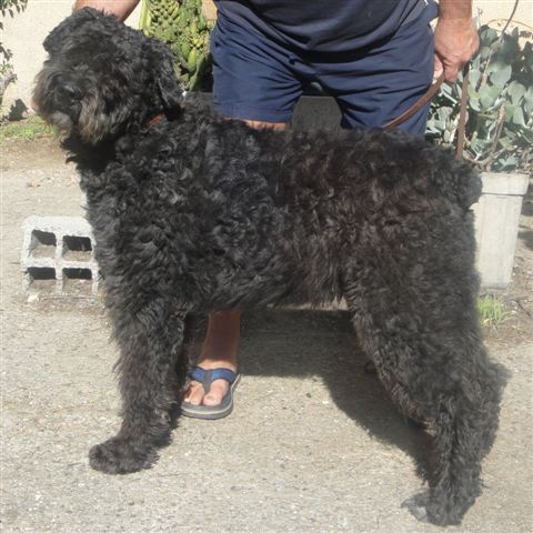 FOCEA de la DULLAGUE 2 ans et demi...