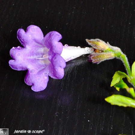 Strobilanthes rankanensis Hayata