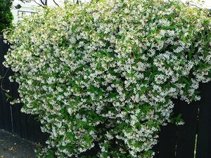 jasmin-etoile-mur