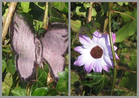 papillon fleur