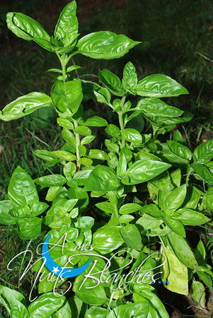 BASILIC