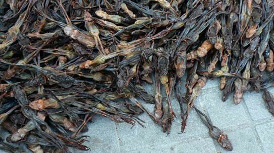 grenouilles