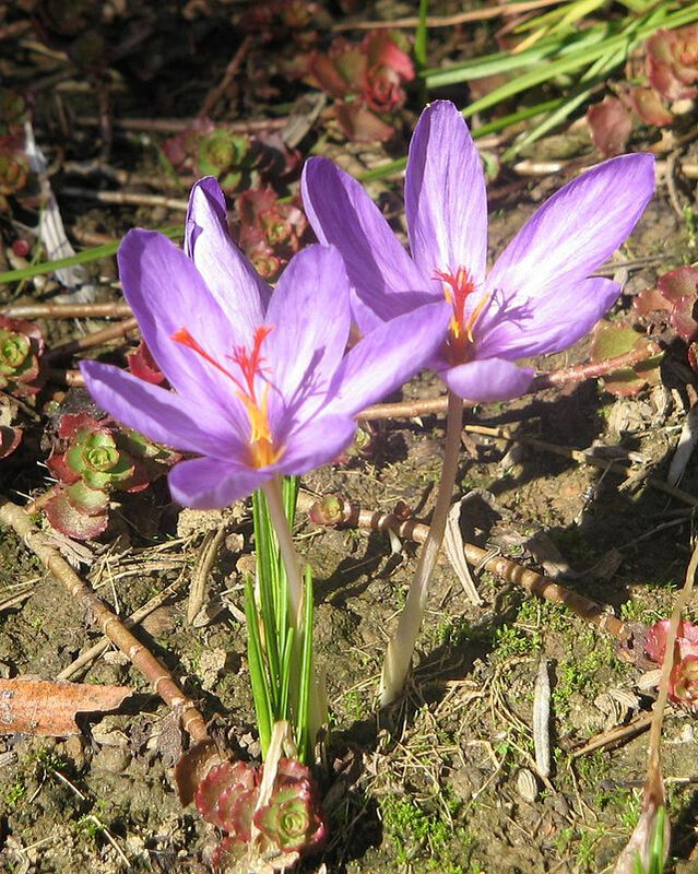 Crocus_ligusticus1