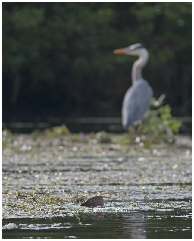 ville frai carpes 9 nageoire heron 260515