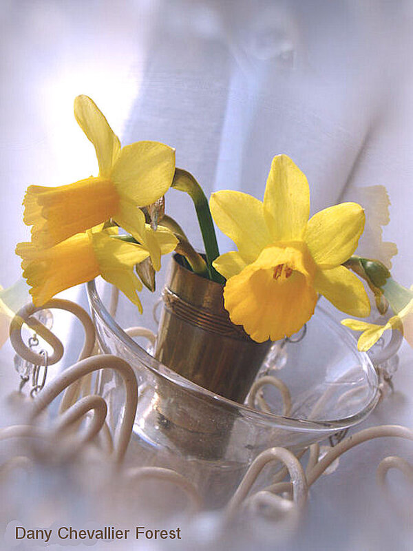 jonquilles1